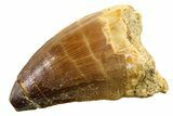 Fossil Mosasaur (Thalassotitan) Tooth - Morocco #341493-1